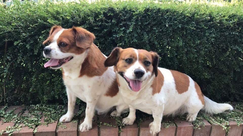 Chasing Lobsters-Blog 16. Cancer and&nbsp;pets.